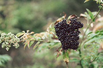 Clusters fruit black elderberry in garden. Sambucus nigra. Common names: elder, black elder,...