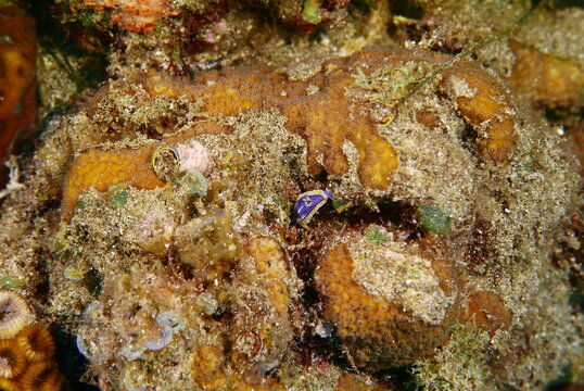 Scuba Diving At Chichi Jima Bonin Island, Ogasawara.