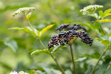 Clusters fruit black elderberry in garden. Sambucus nigra. Common names: elder, black elder, European elder, European elderberry and European black elderberry.
