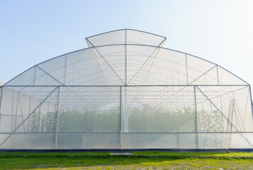 Obraz premium A large greenhouse for growing organic vegetables is located on the green grass outdoors. Can prevent insects from entering and destroying the planted area.organic vegetable concept.