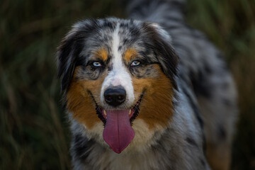 2022-09-04 A CLOSE UP OF A AUSTRILIAN SHEPARD WITH WHITE EYES AND TOUNGE STICKING OUT WITH A BLURRY BACKGROUND AT A OFF LEASH DOG PARK IN RDMOND WASHINGTON