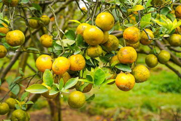 Oranges on the Tree ready for Harvests. Navel orange, Citrus sinensis or known as 