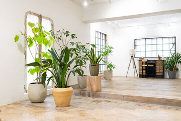 モダンなインテリアと観葉植物