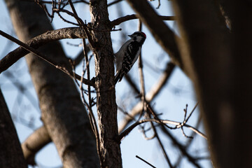 Downey Woodpecker