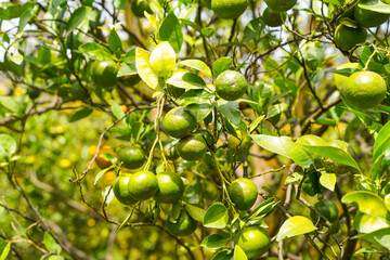 Oranges on the Tree ready for Harvests. Navel orange, Citrus sinensis or known as 