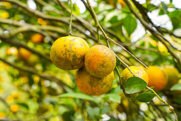 Oranges on the Tree ready for Harvests. Navel orange, Citrus sinensis or known as 