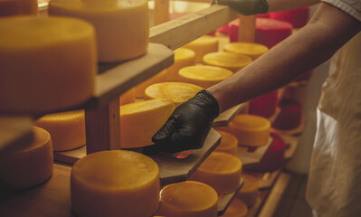 Farmer in gloves turns over cheese heads in the cheese maturation storage. Production of cheeses...