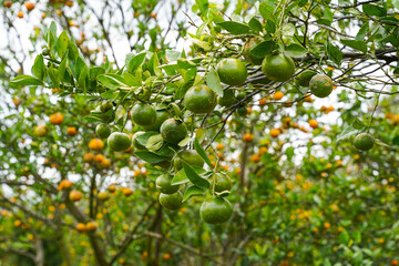 Oranges on the Tree ready for Harvests. Navel orange, Citrus sinensis or known as 