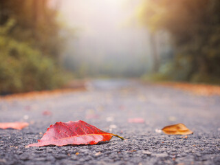 Close up dry red leaf fall dawn on the road in the foggy forest.
