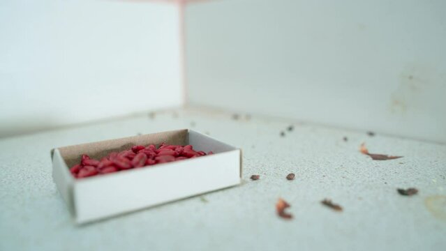 In the place of accumulation of mouse droppings, the hand puts a container with poison in a large plan. Bright red bait for rodents. Mouse infestation in the kitchen