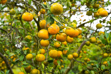 Oranges on the Tree ready for Harvests. Navel orange, Citrus sinensis or known as "Limau Madu"