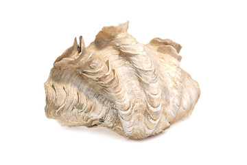Image of Crocus Giant Clam (Tridacna crocea). on a white background. Sea shells. Undersea Animals.