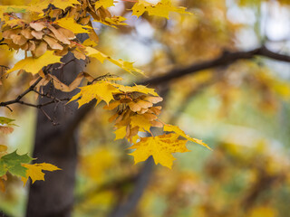 Maple branches with yellow leaves and seeds in autumn, in the light of sunset.