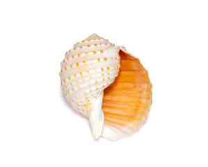 Image of seashells tonna tesselata on a white background. Undersea Animals. Sea Shells.