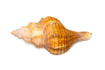Image of Trapezium Horse Conch, Striped Fox Conch seashell (Pleuroploca trapezium) isolated on...