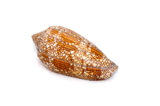 Image of conus omaria patonganus sea shell is a species of sea snail, a marine gastropod mollusk in the family Conidae, the cone snails and their allies. Undersea Animals.