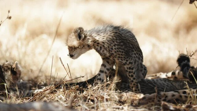 Panning Portrait Of Cute Cheetah Cub In Wildlife Reserve - Nairobi, Kenya