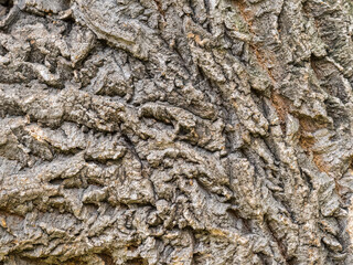Cork oak bark relief texture. Tree bark texture. Natural background