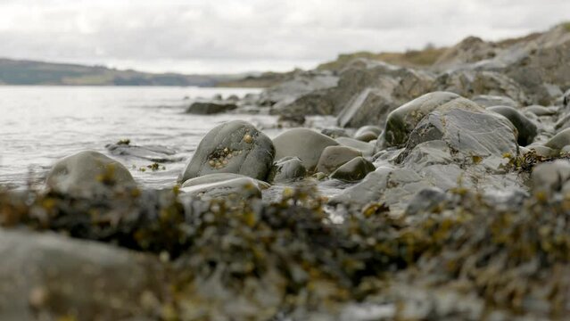 A shallow depth of field shows a gentle ebbing ocean slowly moving seaweed against barnacle covered rocks in Scotland.