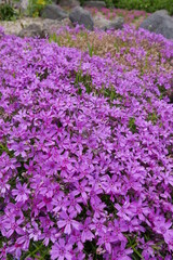 Wild alpine plants and flower Rishiri island at Northern Hokkaido in Japan