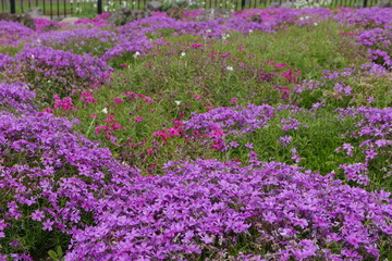 Wild alpine plants and flower Rishiri island at Northern Hokkaido in Japan