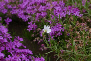 Wild alpine plants and flower Rishiri island at Northern Hokkaido in Japan