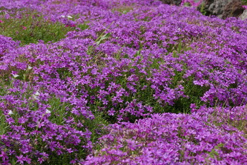 Wild alpine plants and flower Rishiri island at Northern Hokkaido in Japan