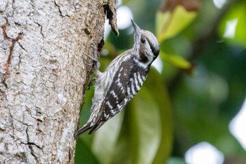 Beautiful bird in Asian, It is a kind of bird found in Thailand.