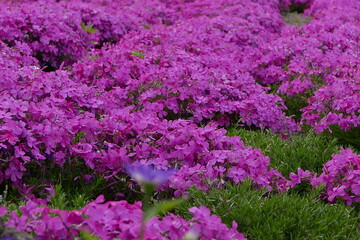 Wild alpine plants and flower Rishiri island at Northern Hokkaido in Japan