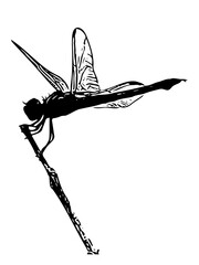 Silhouette of a dragonfly perching on a branch
