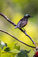 Beautiful bird in Asian, It is a kind of bird found in Thailand.