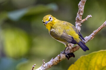 Beautiful bird in Asian, It is a kind of bird found in Thailand.