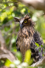 Beautiful bird in Asian, It is a kind of bird found in Thailand.