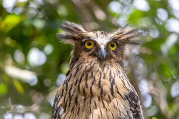 Beautiful bird in Asian, It is a kind of bird found in Thailand.
