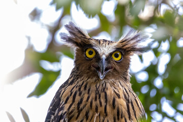 Beautiful bird in Asian, It is a kind of bird found in Thailand.