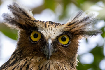 Beautiful bird in Asian, It is a kind of bird found in Thailand.