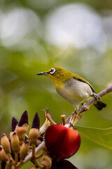 Beautiful bird in Asian, It is a kind of bird found in Thailand.