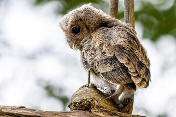 Beautiful bird in Asian, It is a kind of bird found in Thailand.