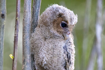 Beautiful bird in Asian, It is a kind of bird found in Thailand.