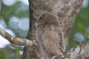 Beautiful bird in Asian, It is a kind of bird found in Thailand.