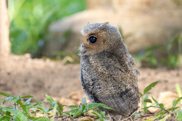 Beautiful bird in Asian, It is a kind of bird found in Thailand.