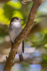 Beautiful bird in Asian, It is a kind of bird found in Thailand.