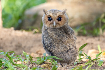 Beautiful bird in Asian, It is a kind of bird found in Thailand.