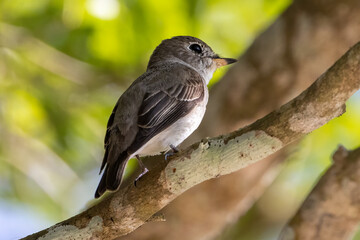 Beautiful bird in Asian, It is a kind of bird found in Thailand.