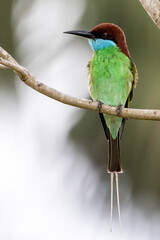 Beautiful bird in Asian, It is a kind of bird found in Thailand.