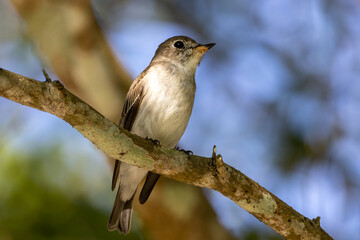 Beautiful bird in Asian, It is a kind of bird found in Thailand.