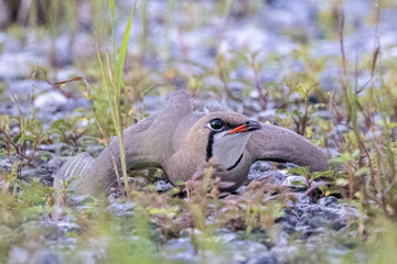 Beautiful bird in Asian, It is a kind of bird found in Thailand.