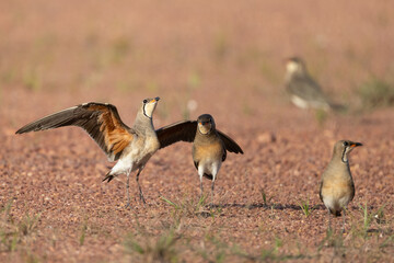 Beautiful bird in Asian, It is a kind of bird found in Thailand.