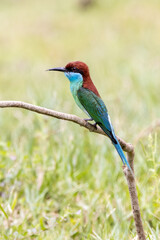 Beautiful bird in Asian, It is a kind of bird found in Thailand.