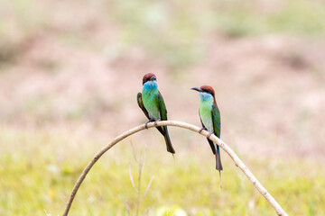Beautiful bird in Asian, It is a kind of bird found in Thailand.